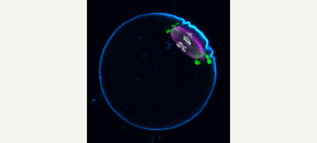 Egg's way to segregate chromosomes