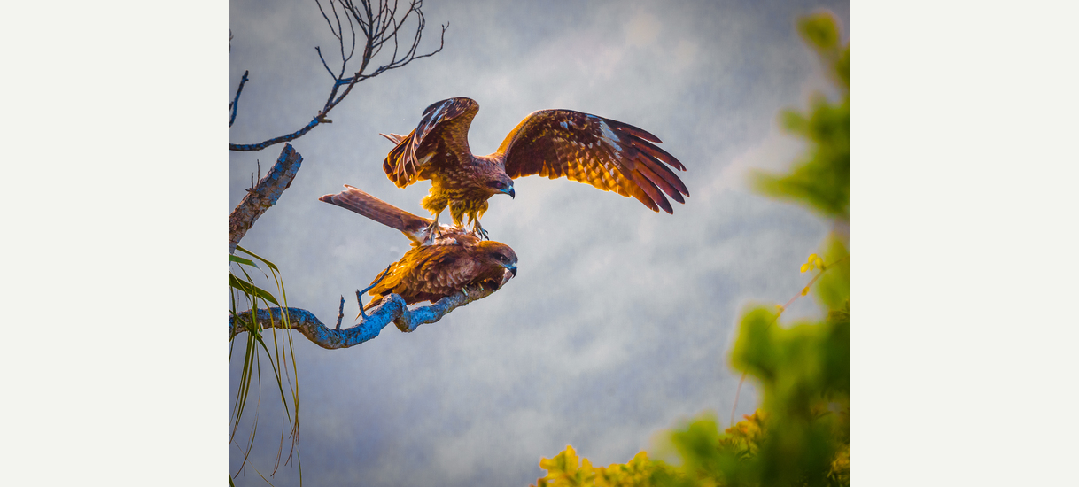 Eagles mating in mid-air