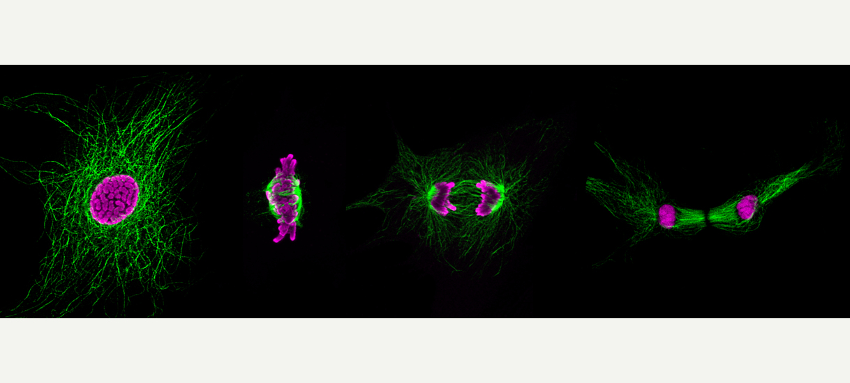 Cardiomyocyte mitosis