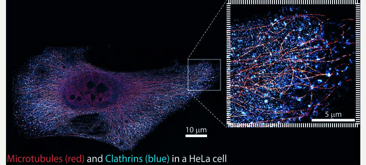 Super-resolving subcellular organelles